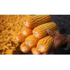 出售六万斤干玉米，电话13759608885