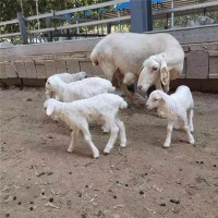 新疆阿合奇县杜寒改良一代多胎繁殖母羊耐粗饲性好长势快多胎多羔
