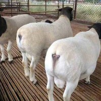 新疆吉木乃县黑头杜泊羊种羊多少钱一只哪里有杜泊绵羊养殖场