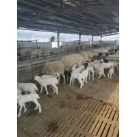 供应杜寒改良绵羊品种一代二代母羊多胎多肉耐粗饲长势快效益高