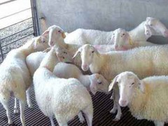 梁山县湖羊养殖场大量出栏湖羊种公羊量大价格有手续齐全
