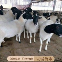 莎车县小尾寒羊规模养殖管理技术小尾寒羊市场怎么样小尾寒羊价格
